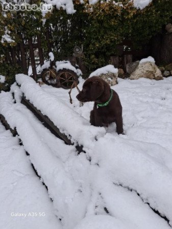 Labrador kiskutyák