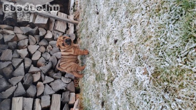 Gyönyörű Shar-pei kisfiú gazdit keres