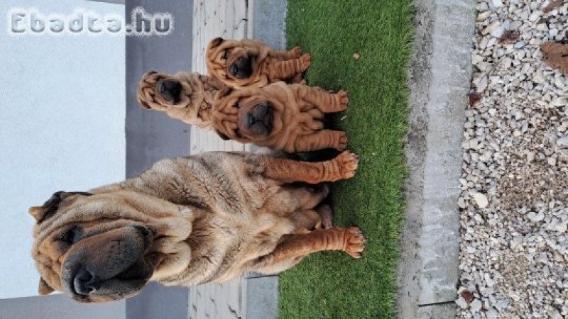 Gyönyörű Shar-pei kisfiú gazdit keres