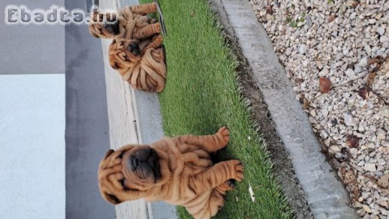 Gyönyörű Shar-pei kisfiú gazdit keres