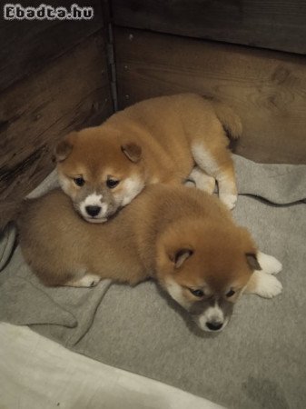 Shiba Inu kiskutyusok