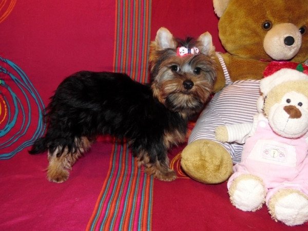 Yorkshire Terrier, Yorki