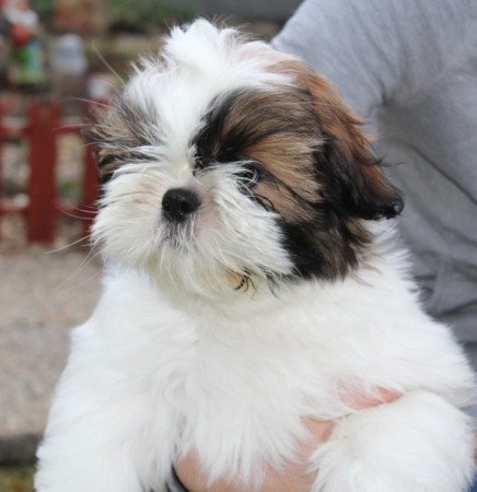 shih-tzu