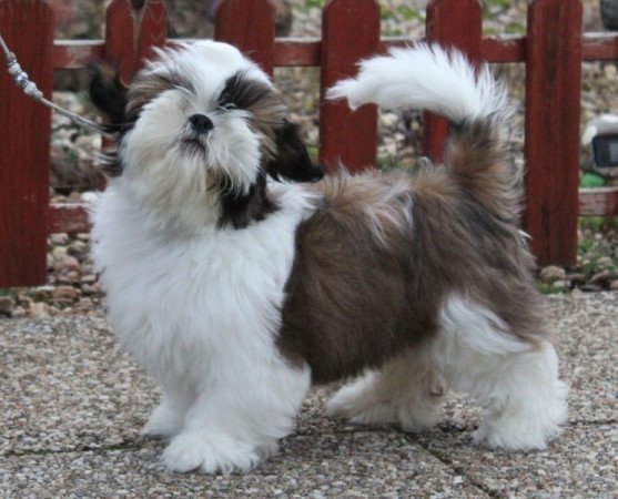 shih-tzu