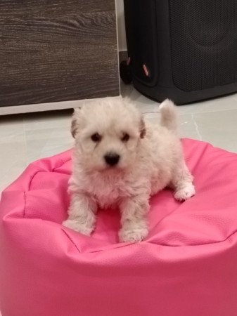 Maltipoo