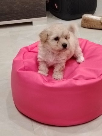 Maltipoo