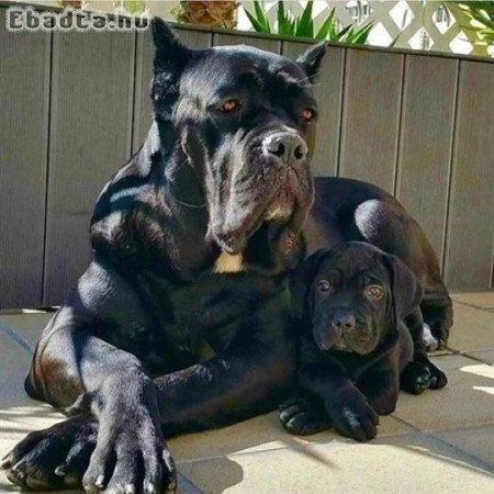 Cane Corso kölykök