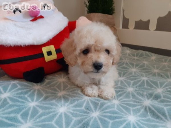 toy - törpe uszkár eladó ( nem maltipoo havapoo)