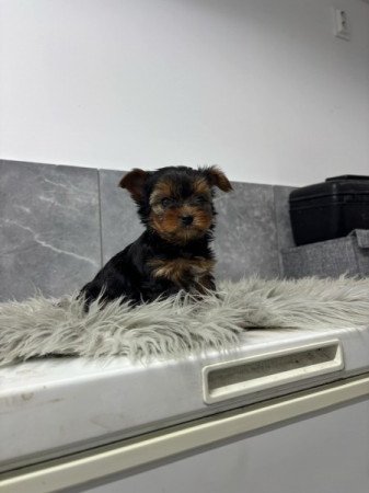 Yorkshire terrier