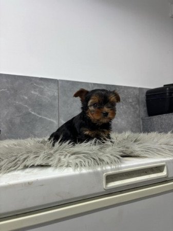 Yorkshire terrier