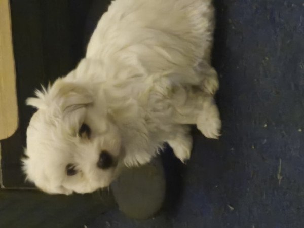 Máltai Selyem Bichon Havanese