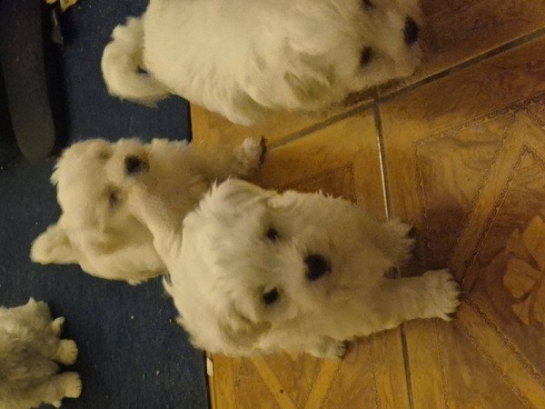 Máltai Selyem Bichon Havanese