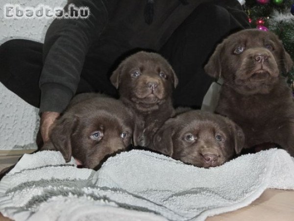 Chocolate Labrador retriever puppies