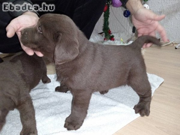 Chocolate Labrador retriever puppies