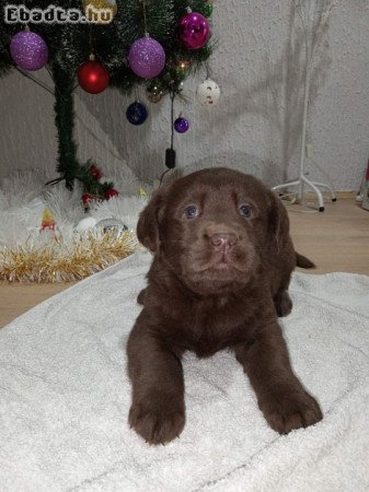 Chocolate Labrador retriever puppies