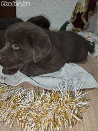 Chocolate Labrador retriever puppies