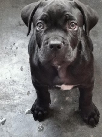 Cane Corso