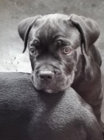 Cane Corso