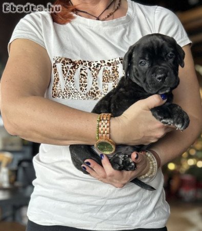 Cane Corso kiskutya törzskönyvvel