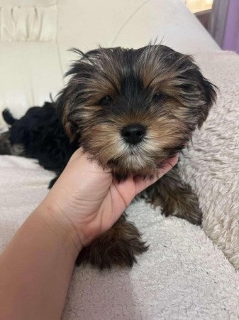 Yorkshire Terrier