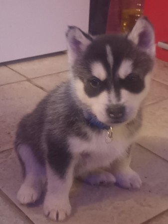 Husky