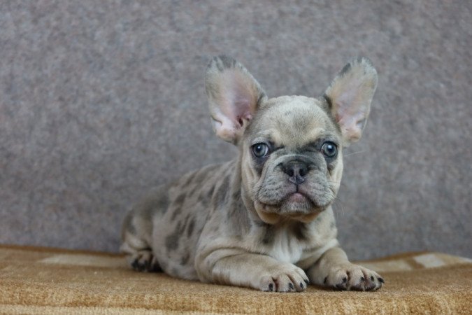 Francia bulldog