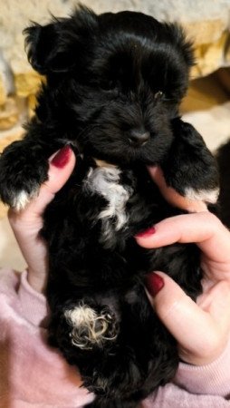 Bichon havanese