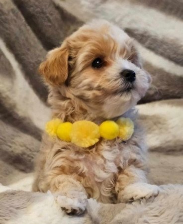 Máltai+uszkár=Maltipoo havanese bichon