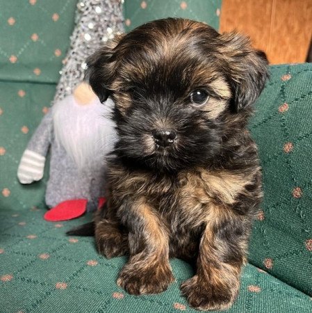 bichon havanese