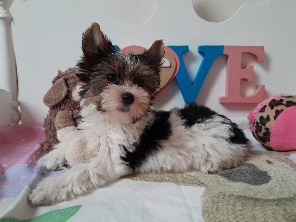 Biewer Yorkshire terrier