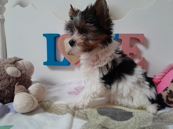 Biewer Yorkshire terrier