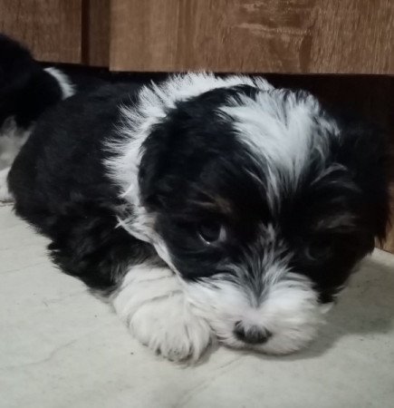 Bichon Havanese