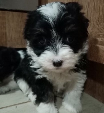 Bichon Havanese