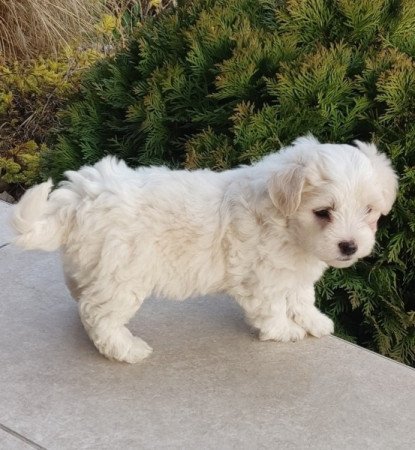 Bichon Havanese