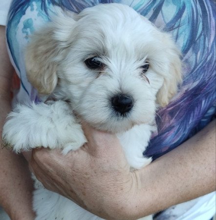 Bichon Havanese