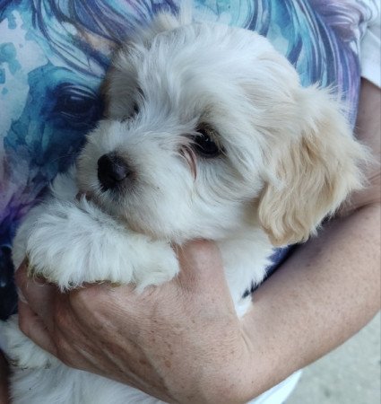 Bichon Havanese