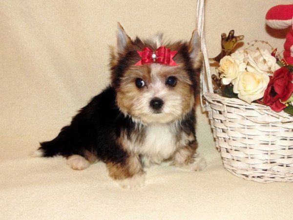 Biewer Yorkshire Terrier Yorki