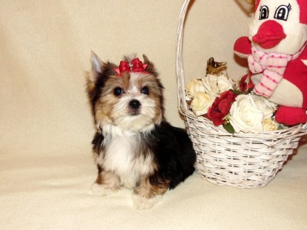 Biewer Yorkshire Terrier Yorki