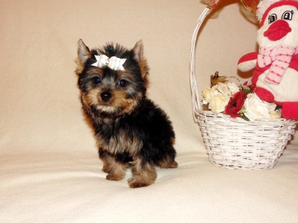 Yorkshire Terrier, Yorki