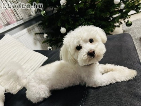 Bichon Havanese