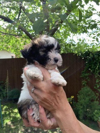 Játékos Bichon Havanese kiskutyák