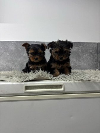 Yorkshire terrier