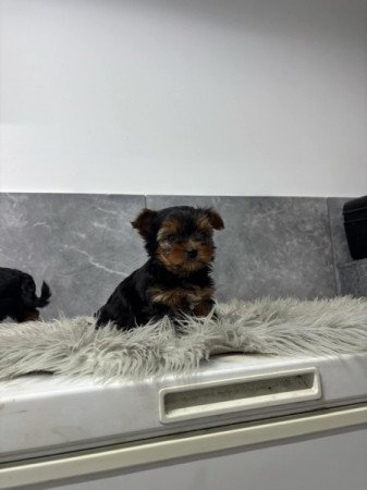 Yorkshire terrier