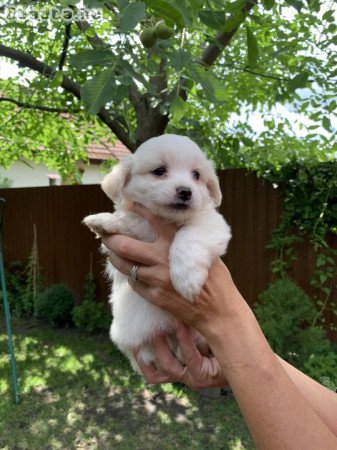 Játékos Bichon Havanese kiskutyák