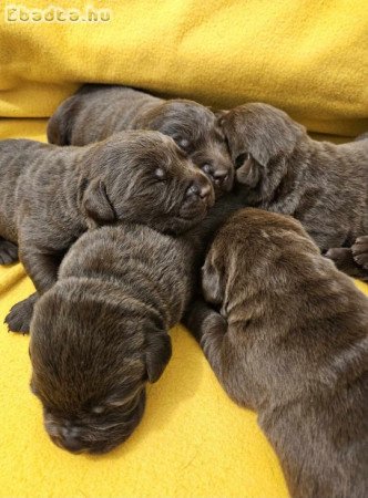 Csokibarna labrador kiskutyák törzskönyvvel