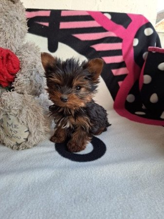 Yorkshire terrier