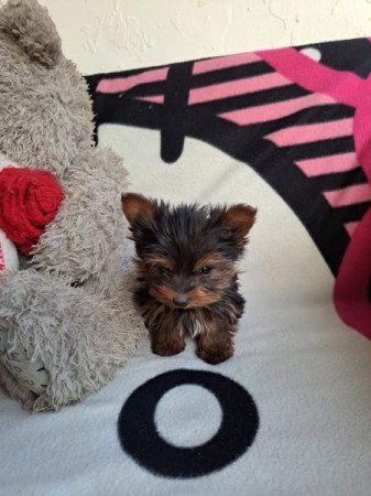 Yorkshire terrier