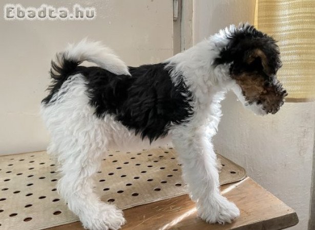 Szomolyán,Foxterrier kiskutyák eladók