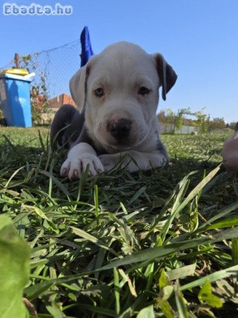 Amstaff kisfiú