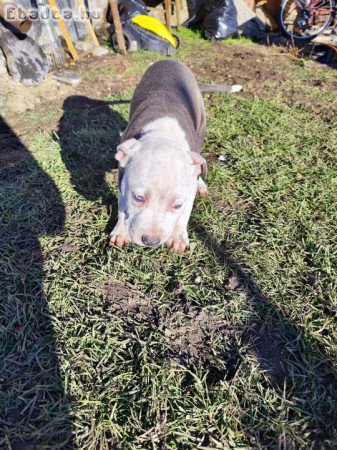 Amstaff kisfiú